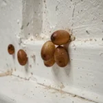 Pupes de mouches collées sur un mur peint en blanc près d'une plinthe, vue macro détaillée