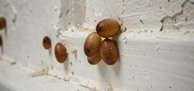 Pupes de mouches sur les murs ou plafonds : faut-il s’inquiéter ? Pupes de mouches sur les murs ou plafonds : faut-il s’inquiéter ?