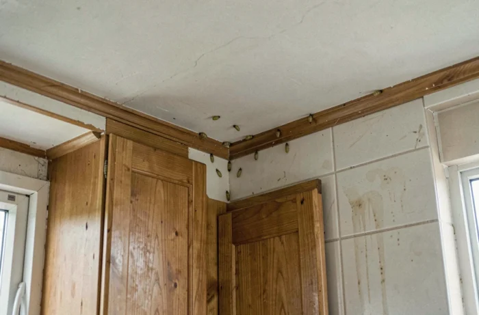 Angle de plafond de cuisine domestique avec des pupes de mouches visibles à la jonction mur-plafond